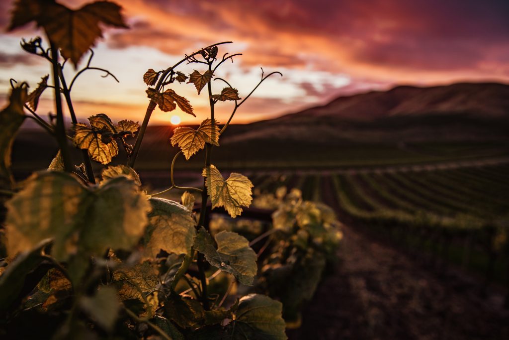 WINE TOUR