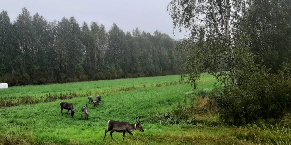 finlandia-renne (1)